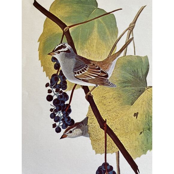 Other - White Crowned Sparrow Bird Art Litho Print Colorful Nature Artwork 8.5" x 11"